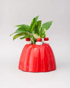 Jelly Dessert Vase