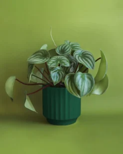 Monroe Planter - Rainforest