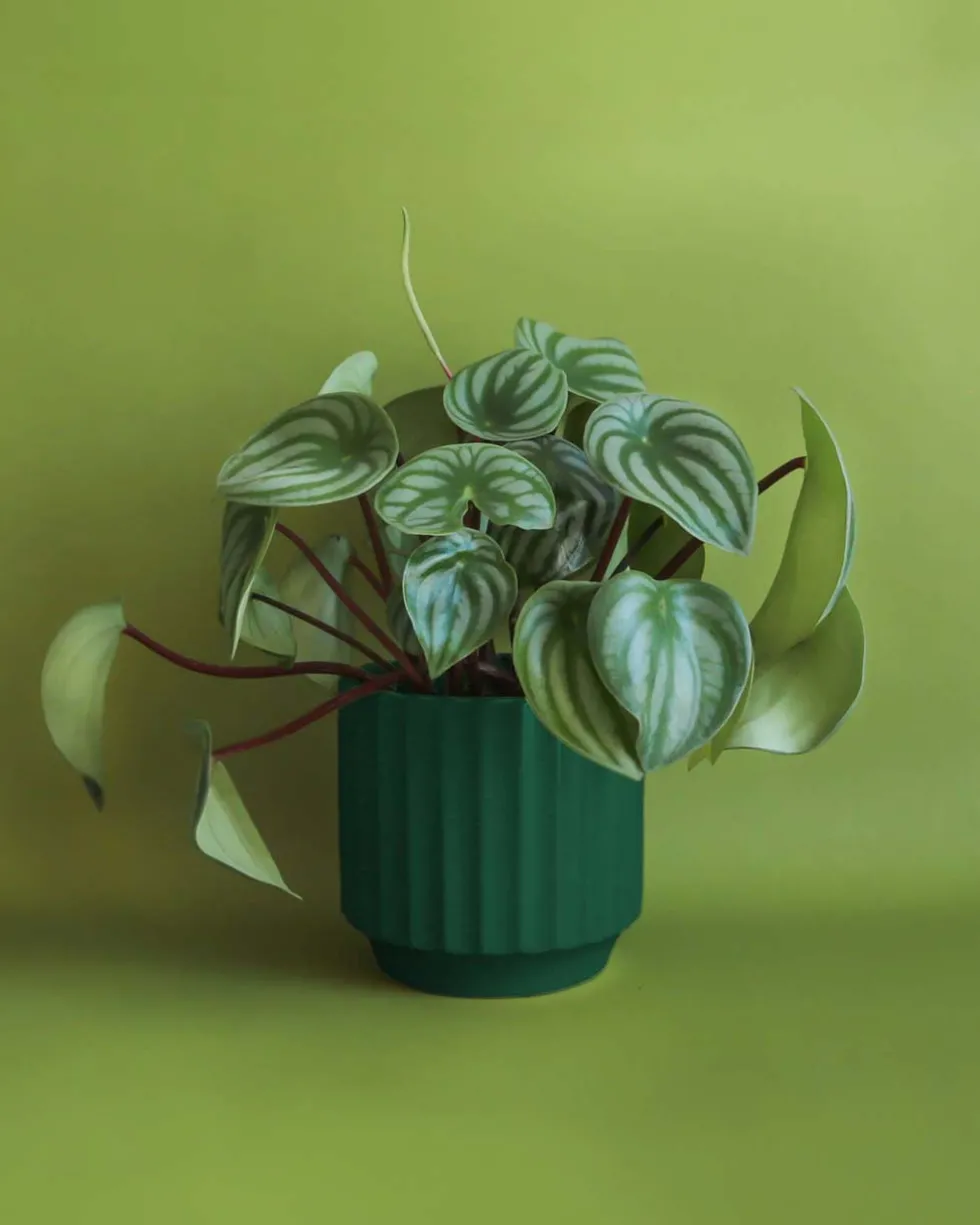 Monroe Planter - Rainforest